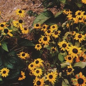 Meet your Posher, Violet